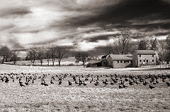 Geese at Rest Near Yellow Springs, PA � Dave Hickey